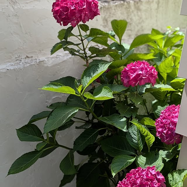 Maroさんの部屋