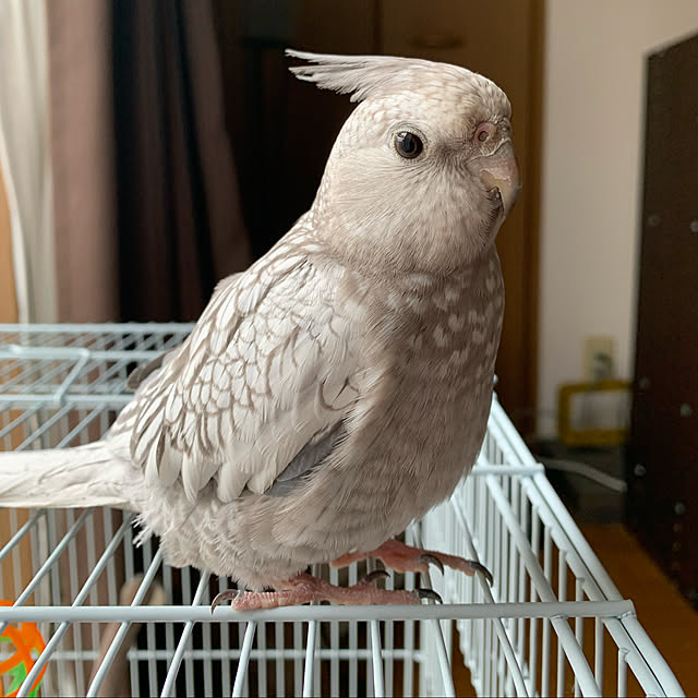 peatanpiyopiyoさんの実例写真