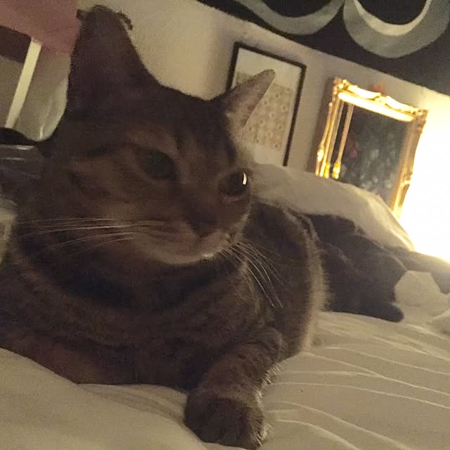 catwomanさんの実例写真
