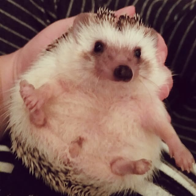 kuruさんの実例写真