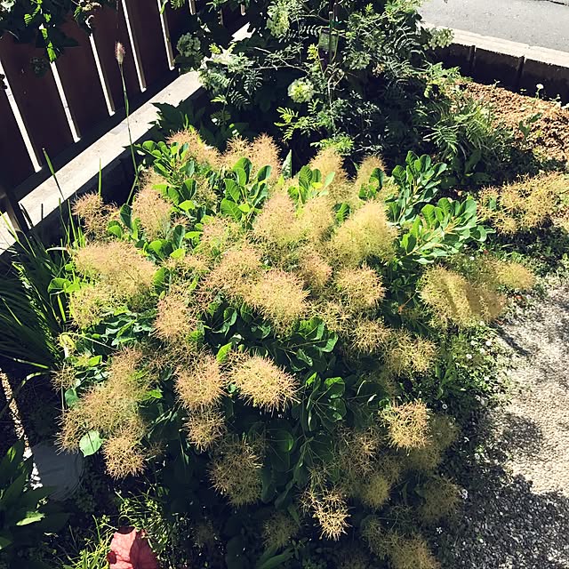 naka_tyu_mさんの実例写真