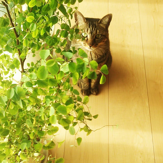 Hinataさんの実例写真