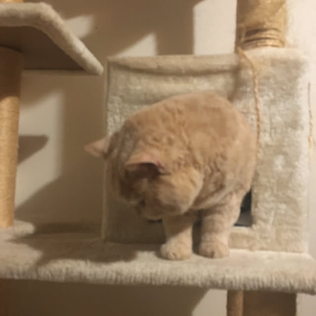 naokoさんの実例写真
