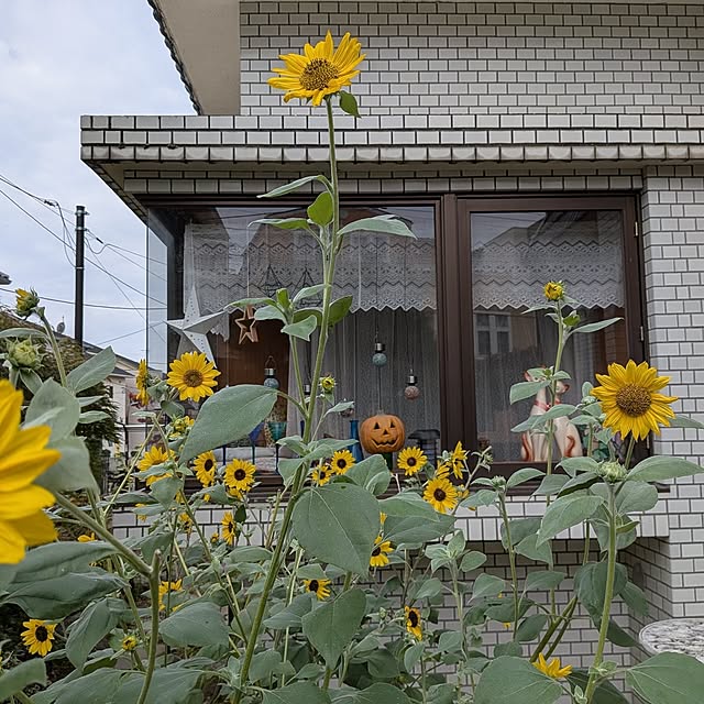 Mayumi8888さんの実例写真