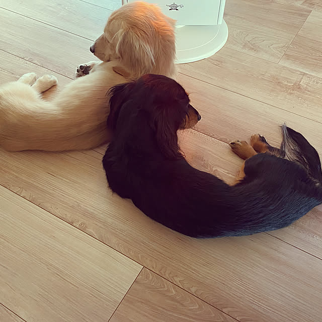 uninekoさんの実例写真