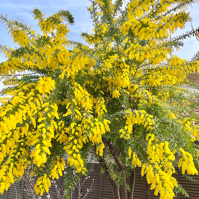 Yukinekoさんの部屋