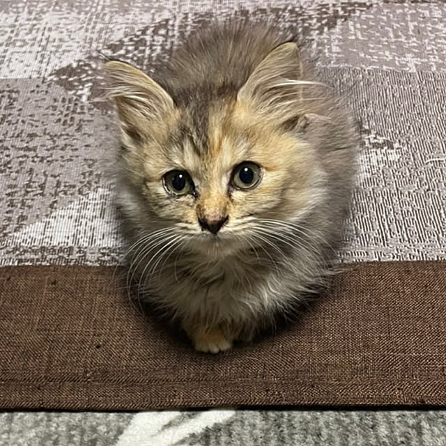 ねこのいる暮らし/リビングのインテリア実例 - 2022-10-29 06:42:33
