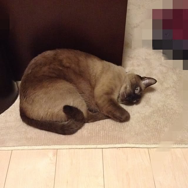 dodoさんの実例写真