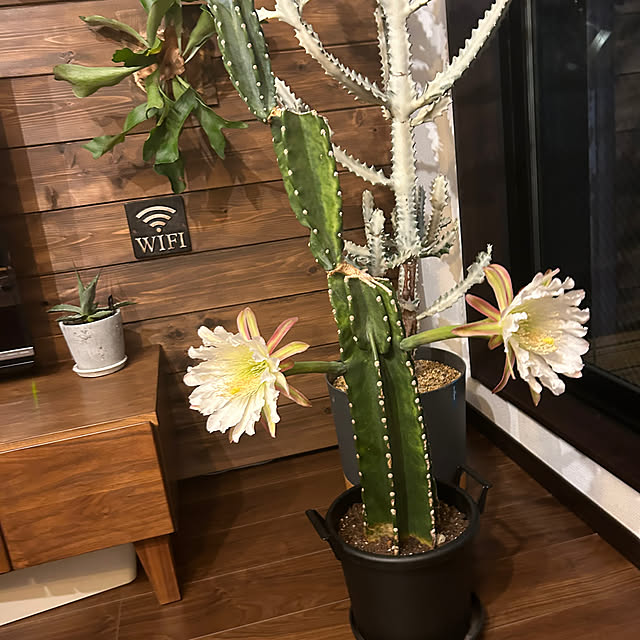 satatinさんの部屋