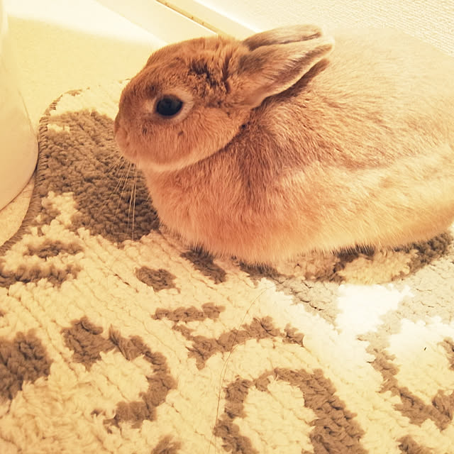 SHELLさんの実例写真