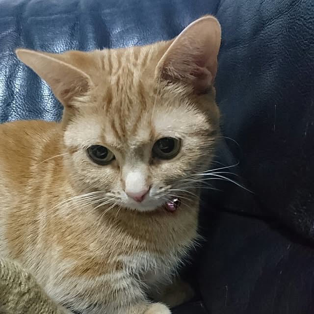 shinobuさんの実例写真