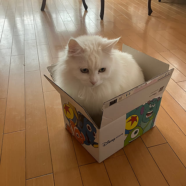 sakuraさんの部屋