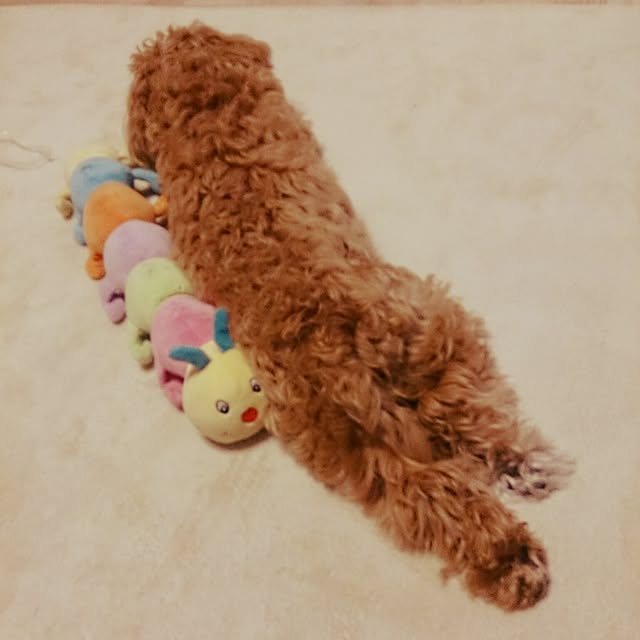 macoさんの実例写真