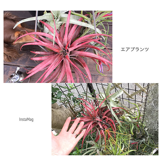 yupponさんの実例写真