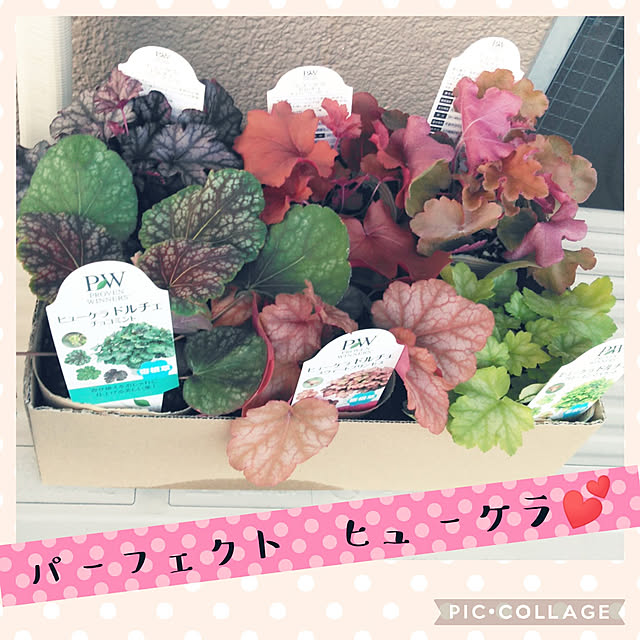 futukoさんの実例写真