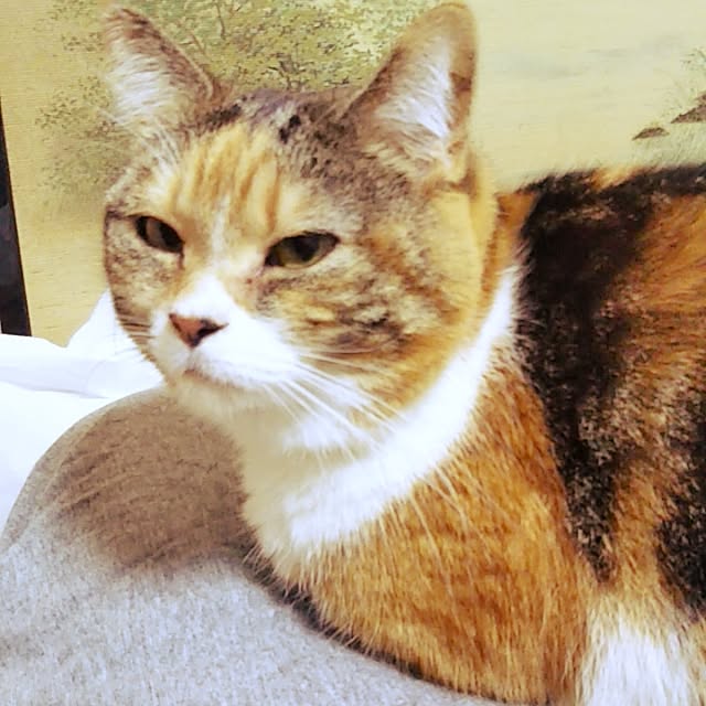 yukieさんの実例写真