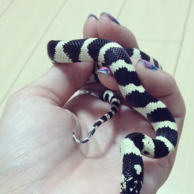 Chikaさんの実例写真