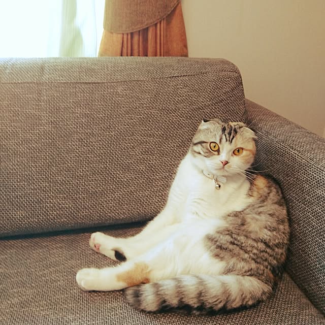 Sachiさんの実例写真