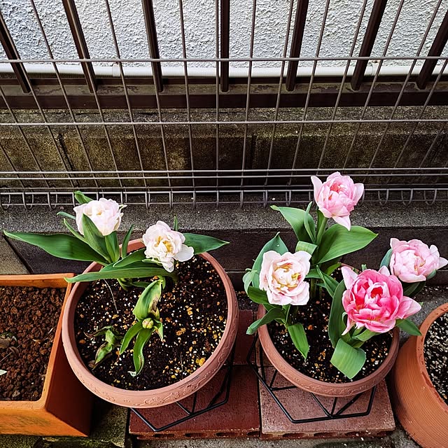 Shion+さんの実例写真