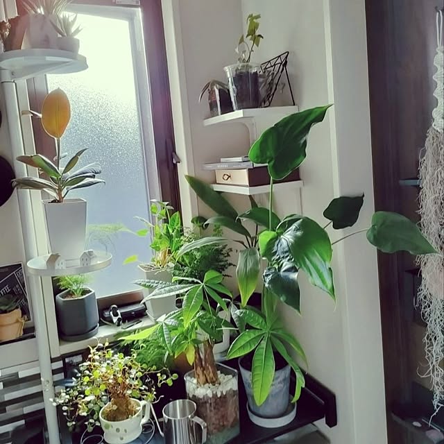 napiさんの部屋