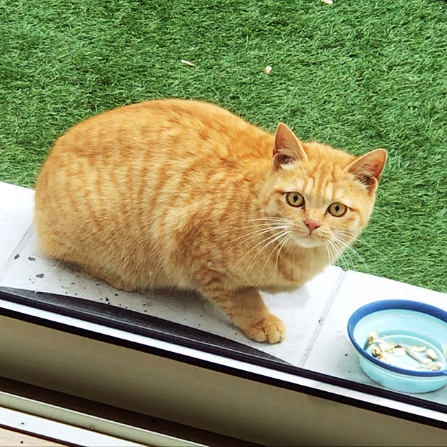 miiさんの実例写真