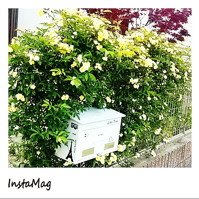 portulacaさんの実例写真