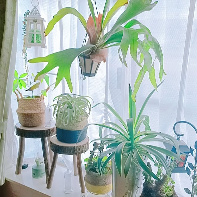 Hanakaさんの部屋