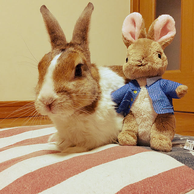 yomogiさんの実例写真