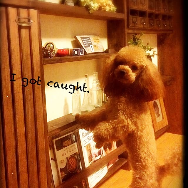 cororiyoさんの実例写真