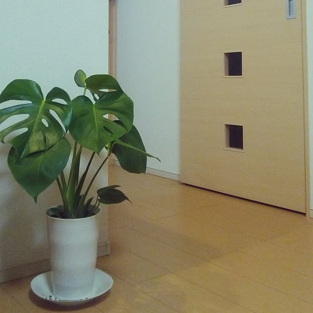 リビング/観葉植物のインテリア実例 - 2017-06-23 09:27:12