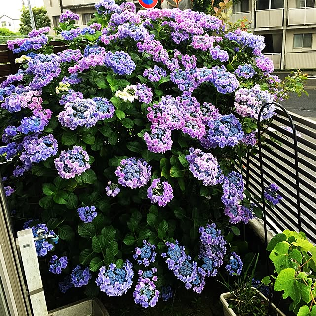 senseiさんの実例写真
