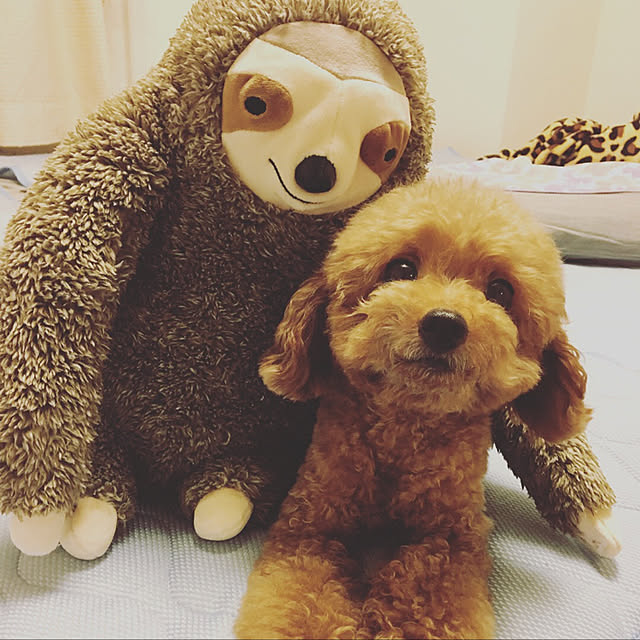 haru._.hanaさんの実例写真