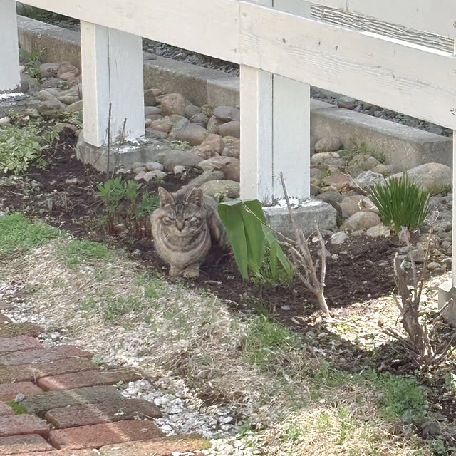 kotoriさんの部屋