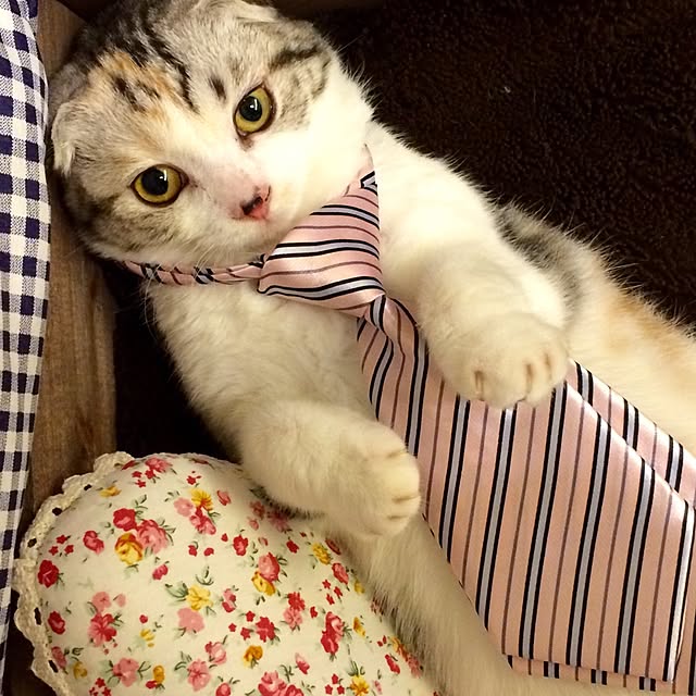 yokkochanさんの実例写真