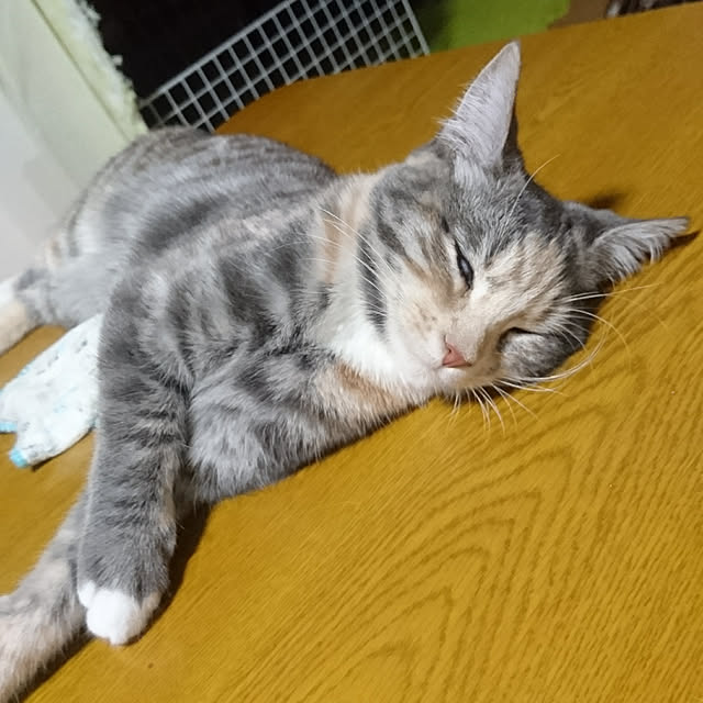 shinobuさんの実例写真