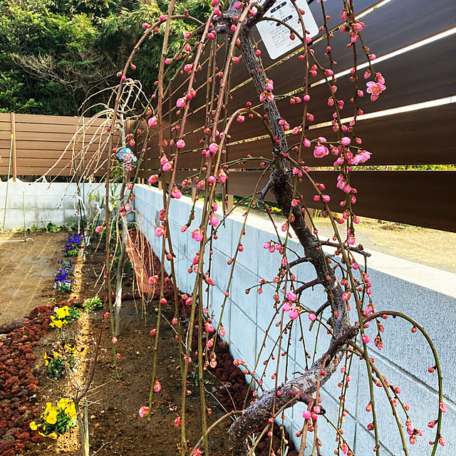 chieさんの実例写真