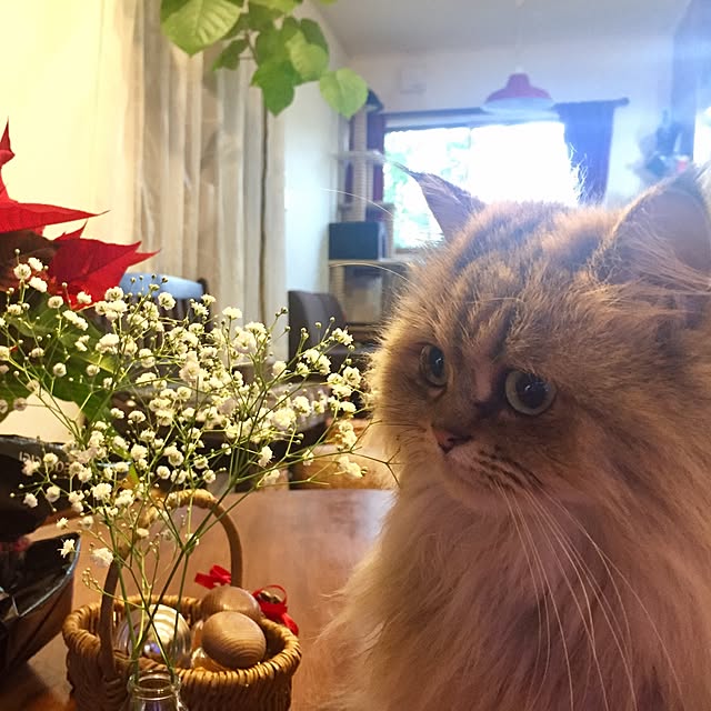 butachanさんの実例写真