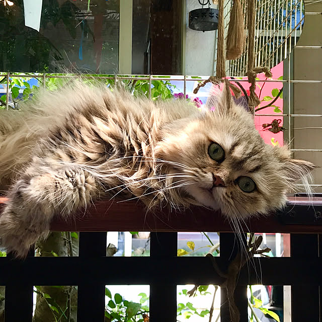 butachanさんの実例写真