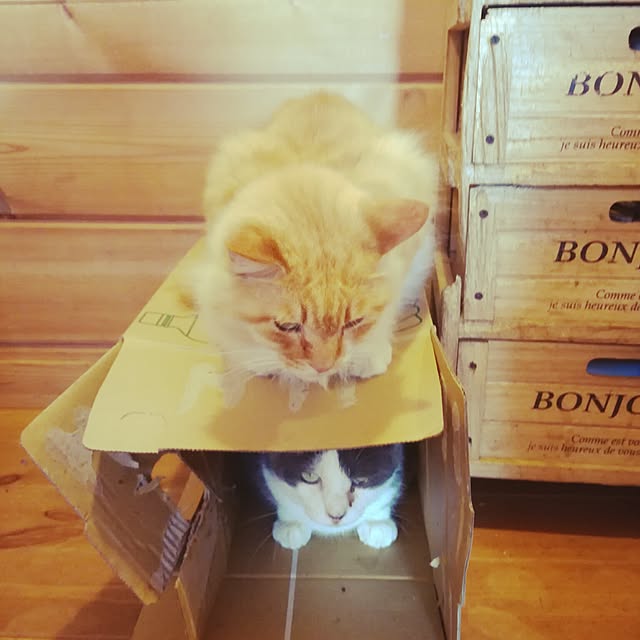Maki-nekomamireさんの実例写真
