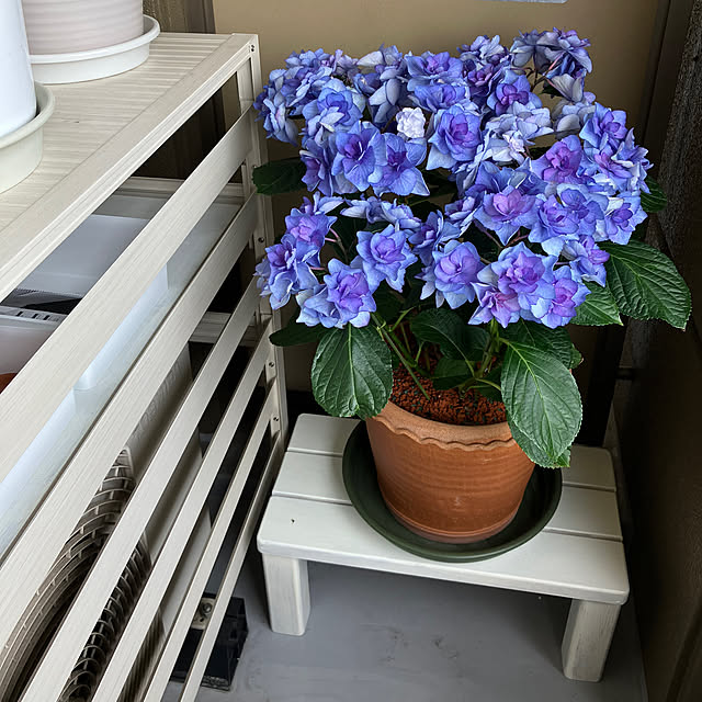 koshiregutyoさんの部屋