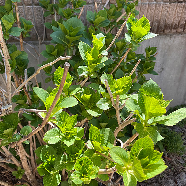 kojimasaさんの部屋