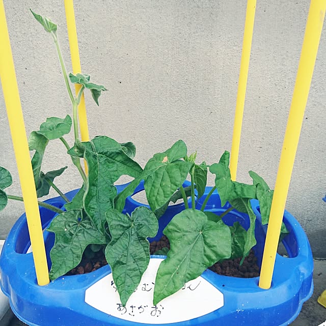 punknさんの実例写真