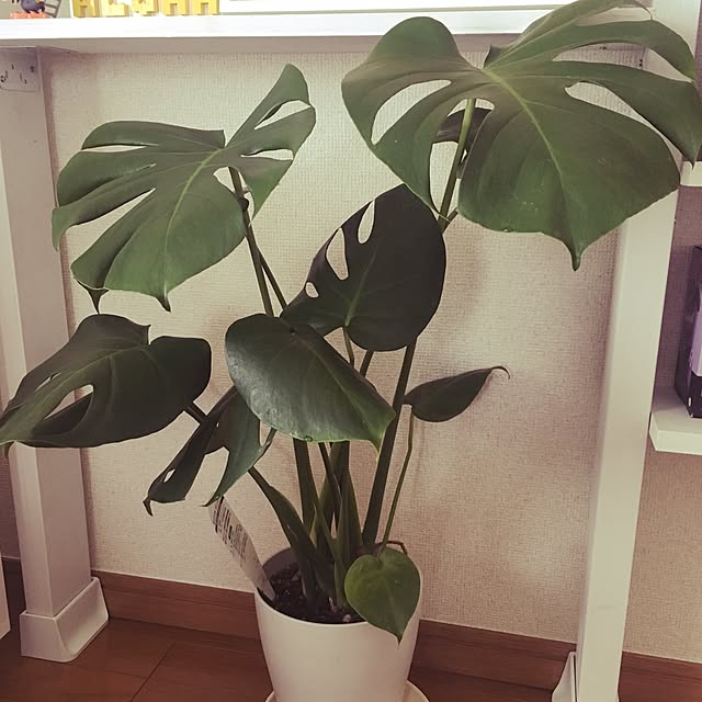Ninaさんの実例写真