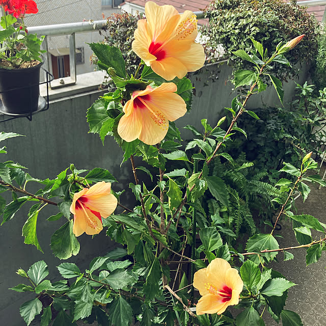 bonobono54さんの実例写真