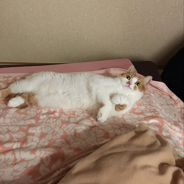 chi_kaさんの実例写真