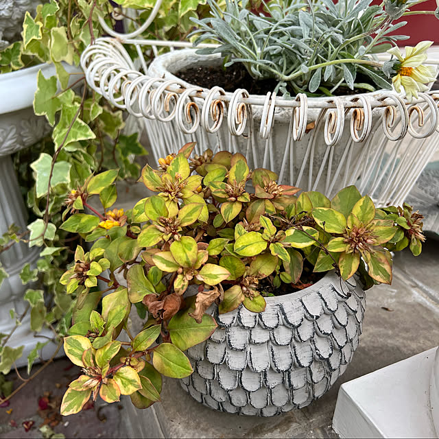 AYUKOさんの実例写真