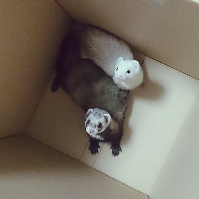 yipuuさんの実例写真