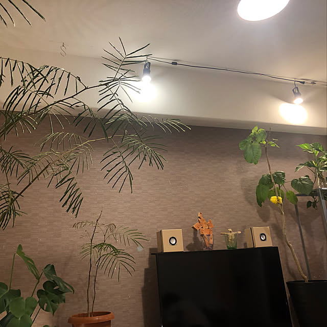 plants.fjkさんの実例写真