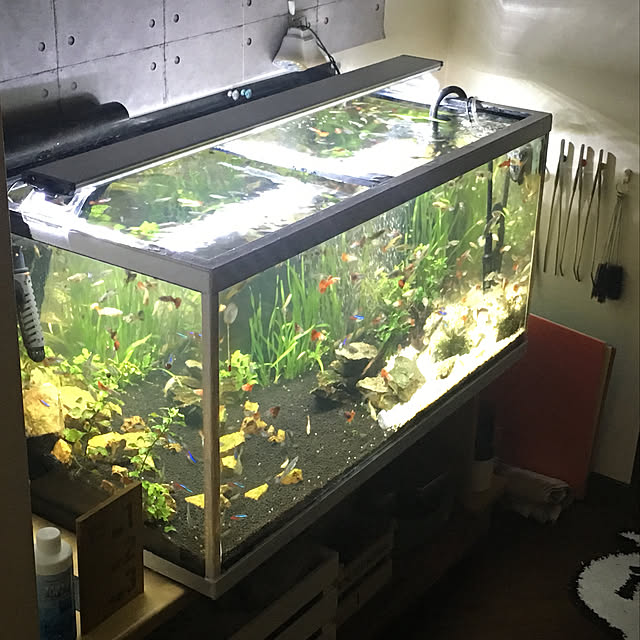piro4900さんの実例写真
