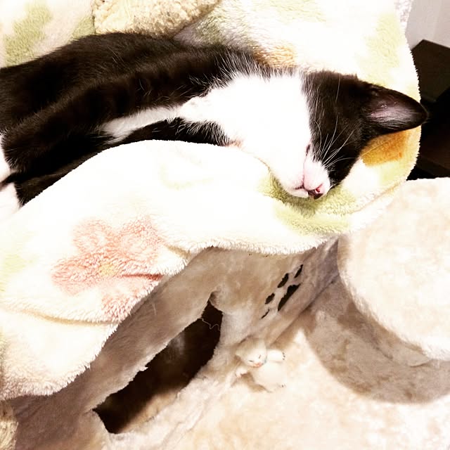 chobicoさんの実例写真